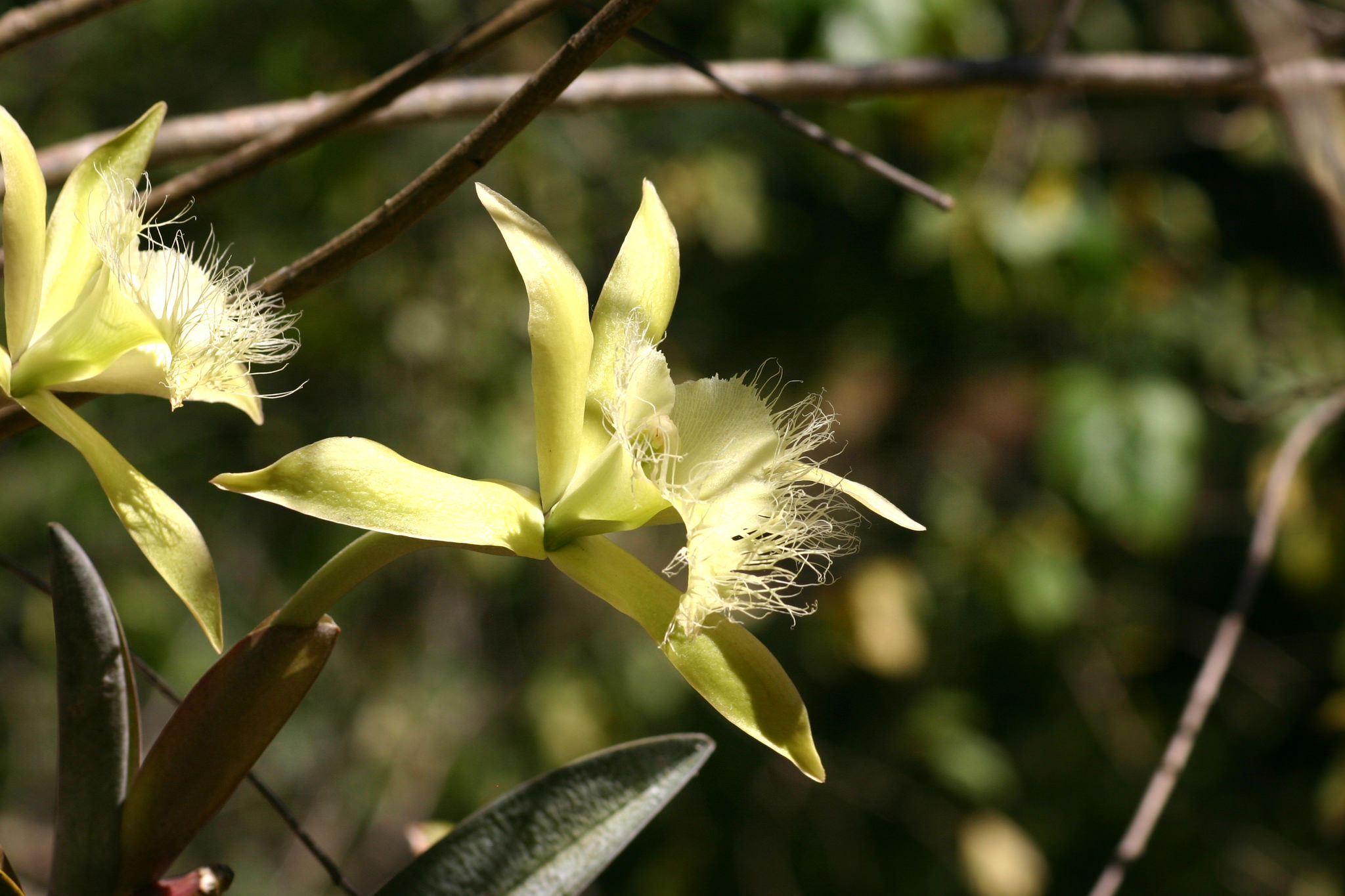 Rhyncholaelia digbyana